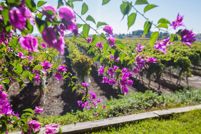 vinalopo wine region