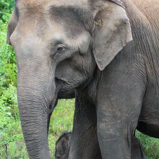 elepahnts, uda walawe national park, sri lanka