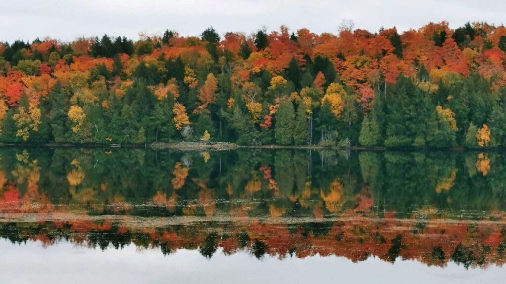 algonquin national park fall