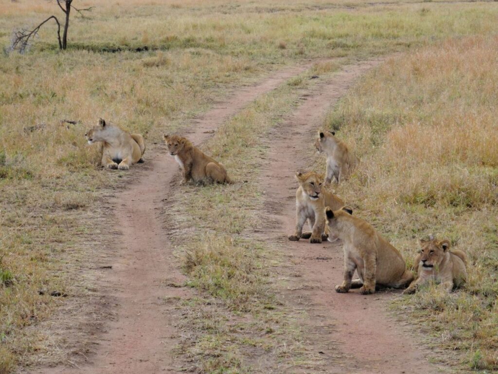 baby lions seronera serengeti