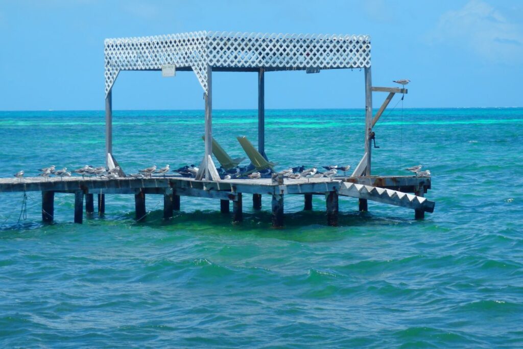 pontoon birds caye caulker