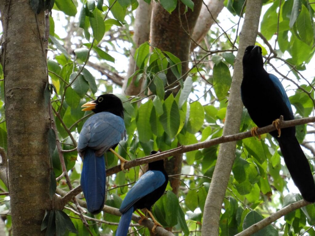birds tulum ruins