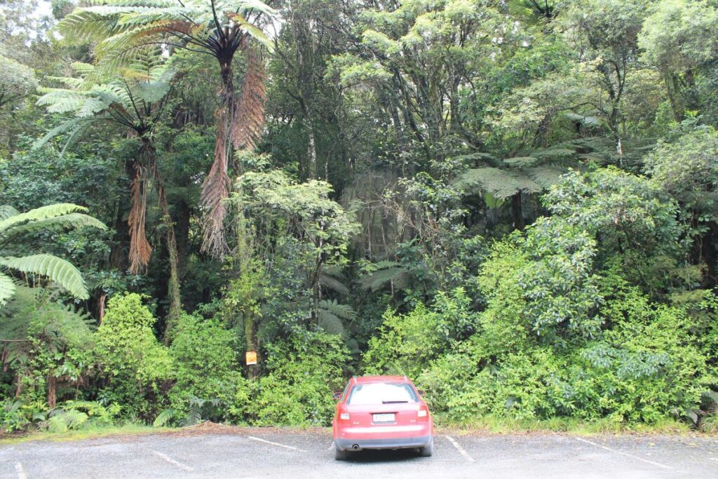 car parked puketi kauri forest