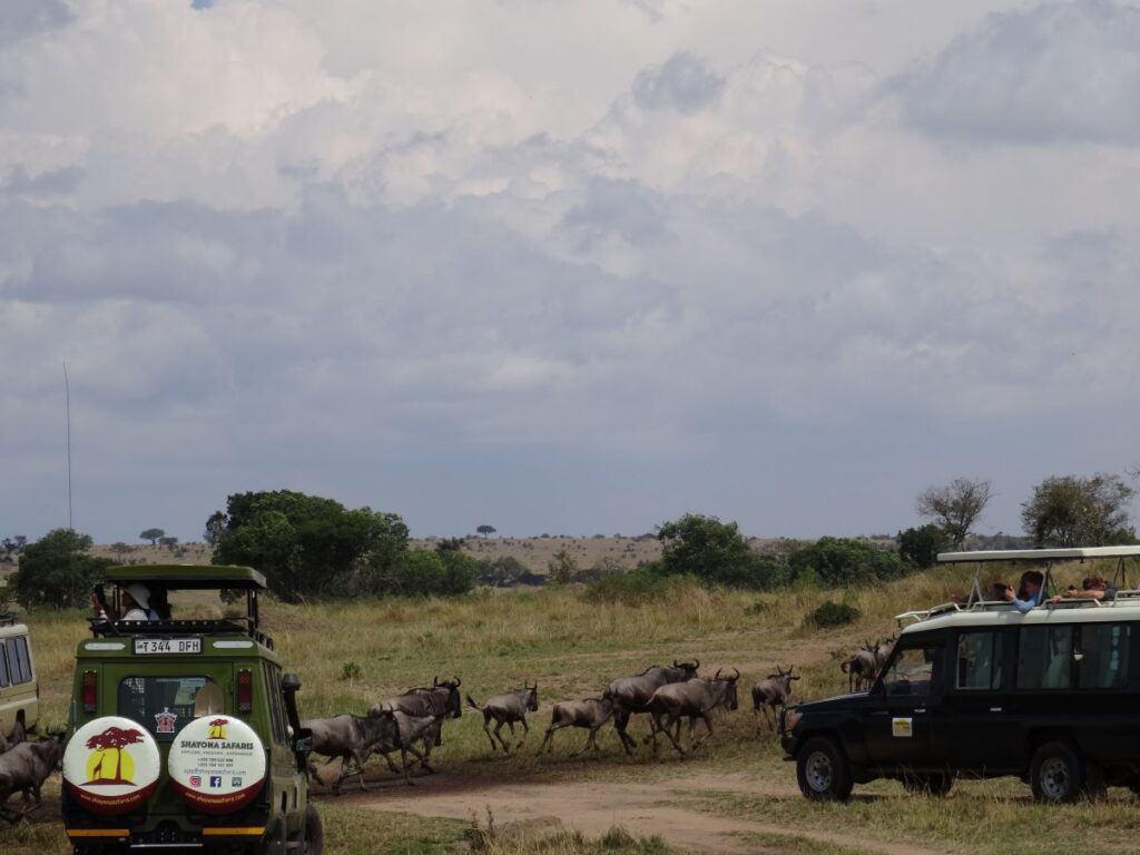 jeeps watching great migration serengeti
