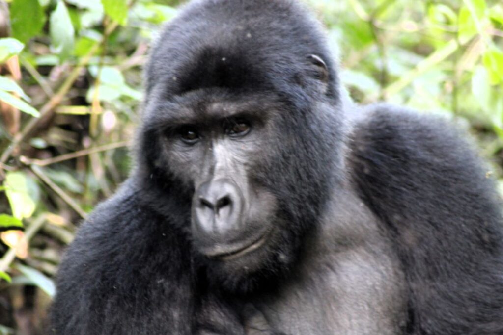 close up of gorilla bwindi