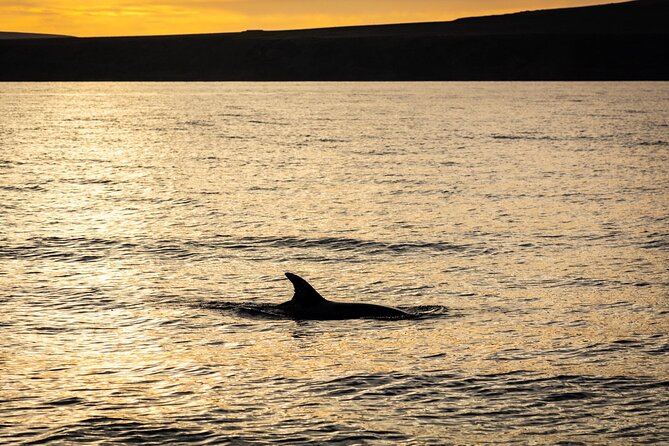 dolphin in bay lanzarote