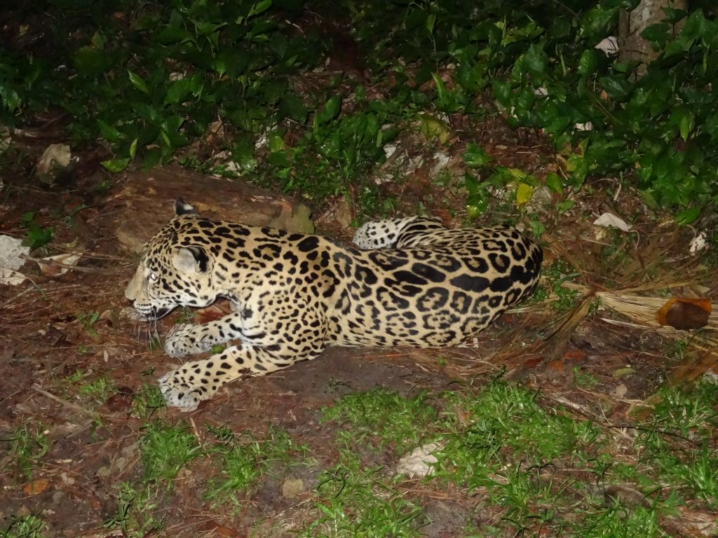 belize zoo jaguar
