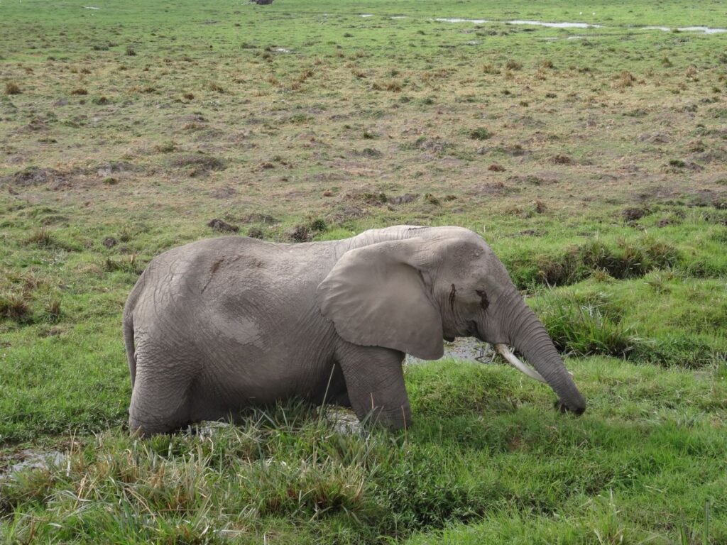 young elephant in a swamp in amboseli