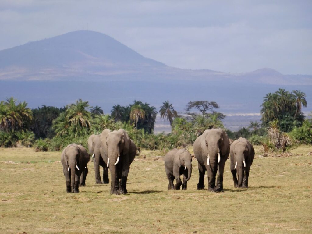 elephants in amboseli