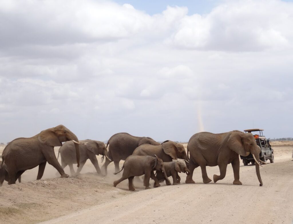 elephants in amboseli herd