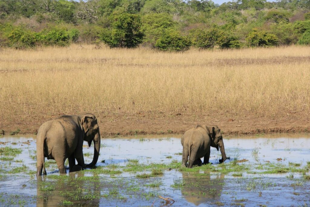 elephants yala national park