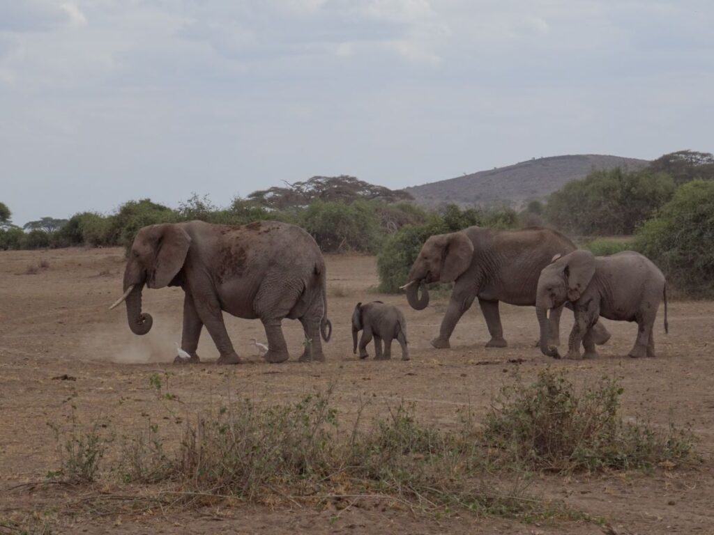 family of elephants in amboseli