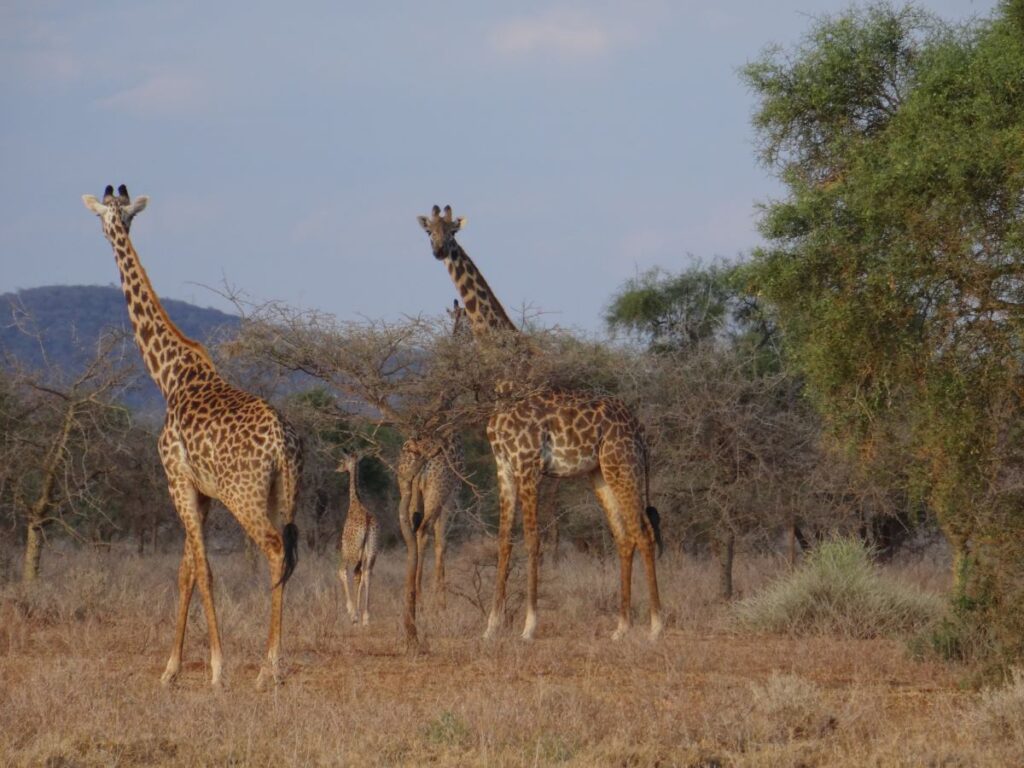 giraffes in amboseli