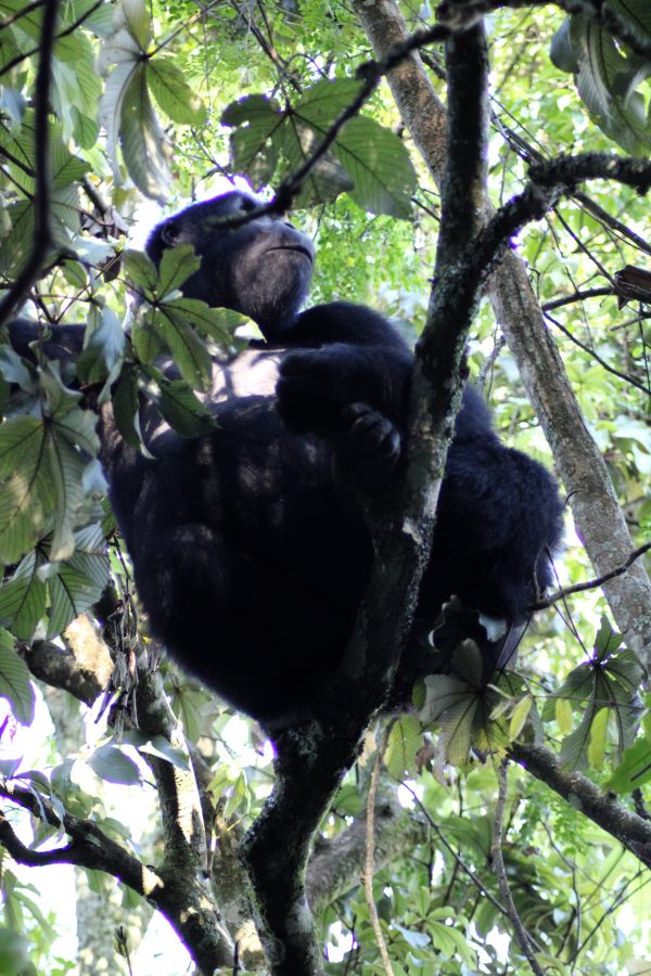 gorilla in tree