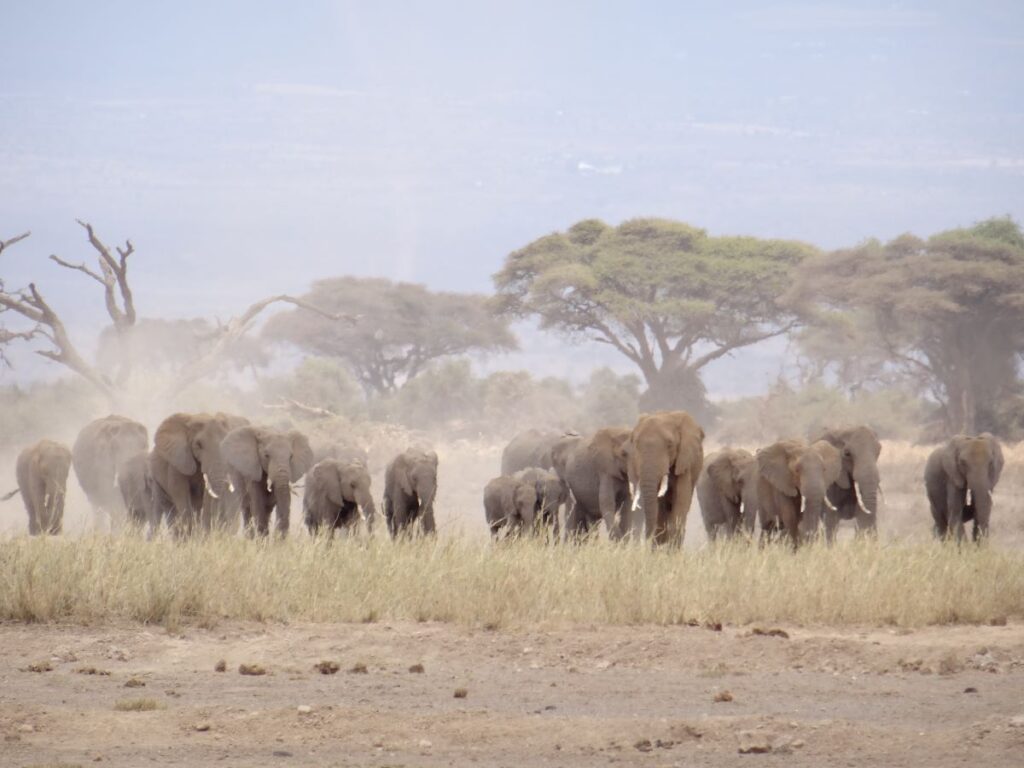 herd of elephants in amboseli