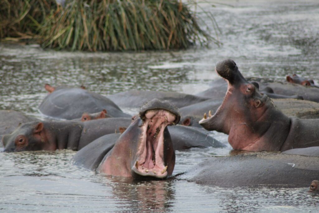 hippo in mara river
