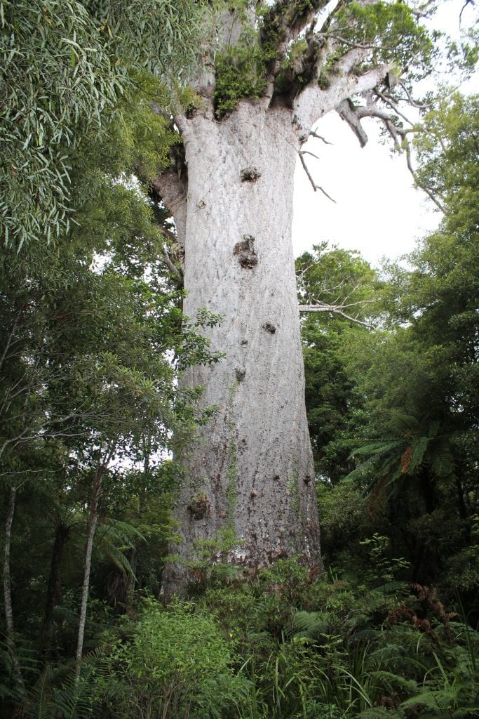 tane mahuta, new zealand, lord of the forest, Northland, New Zealand