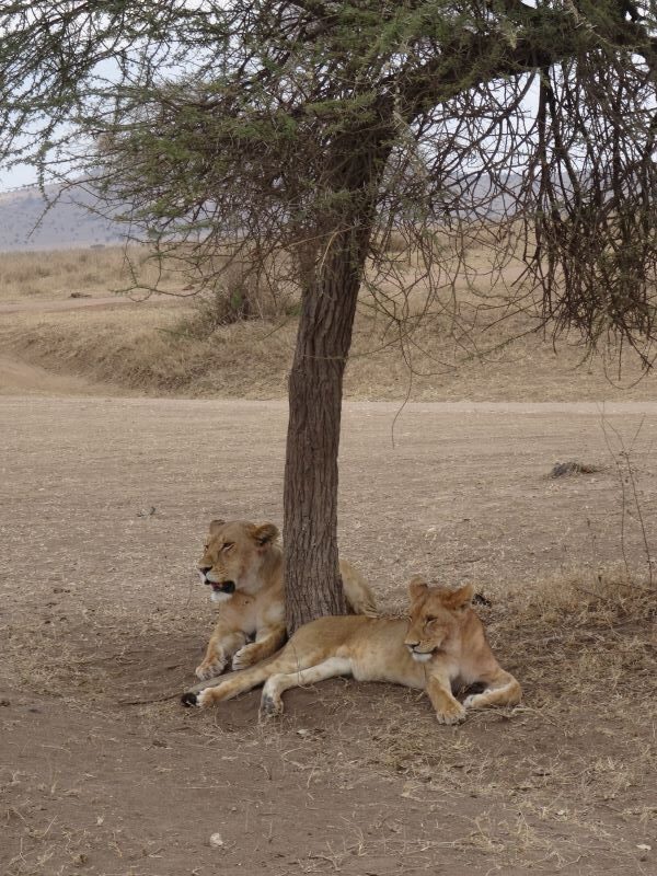 lions under tree serengeti