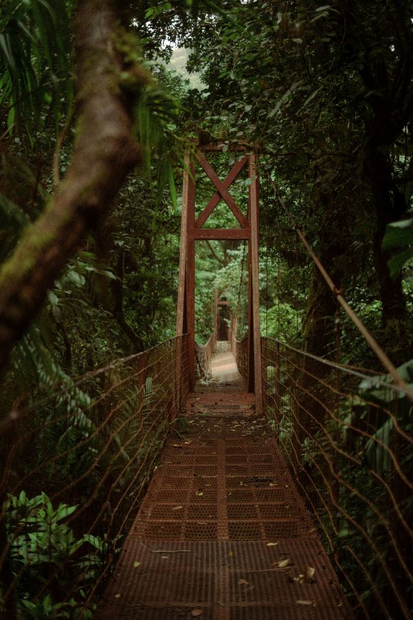 monteverde cloud forest bridge