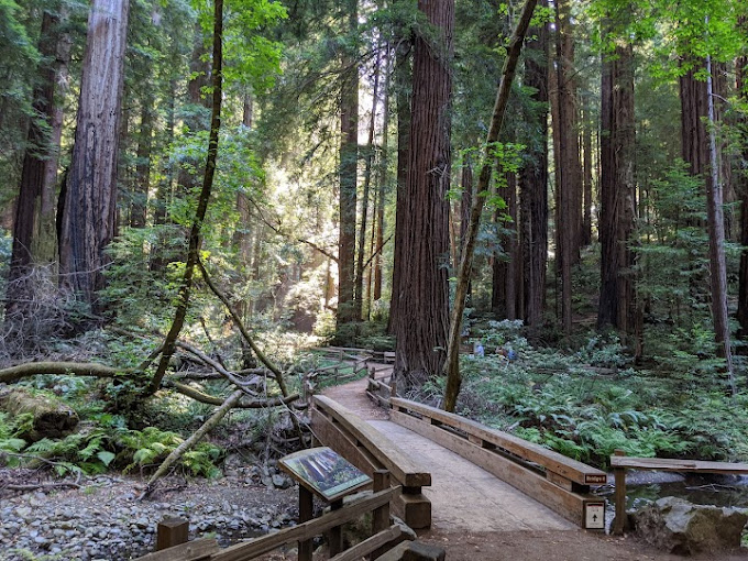 muir woods