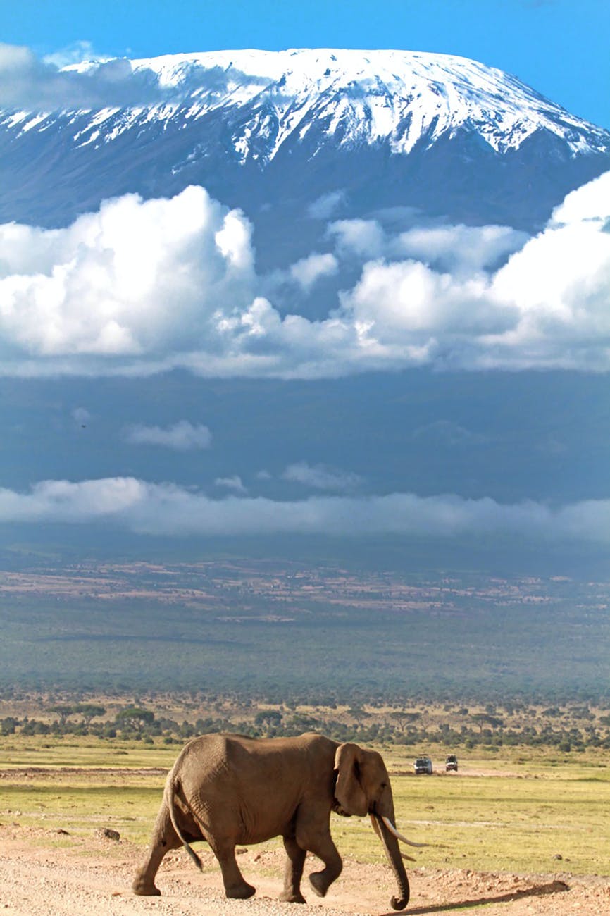 african elephant walks in front of mt kilimanjaro
