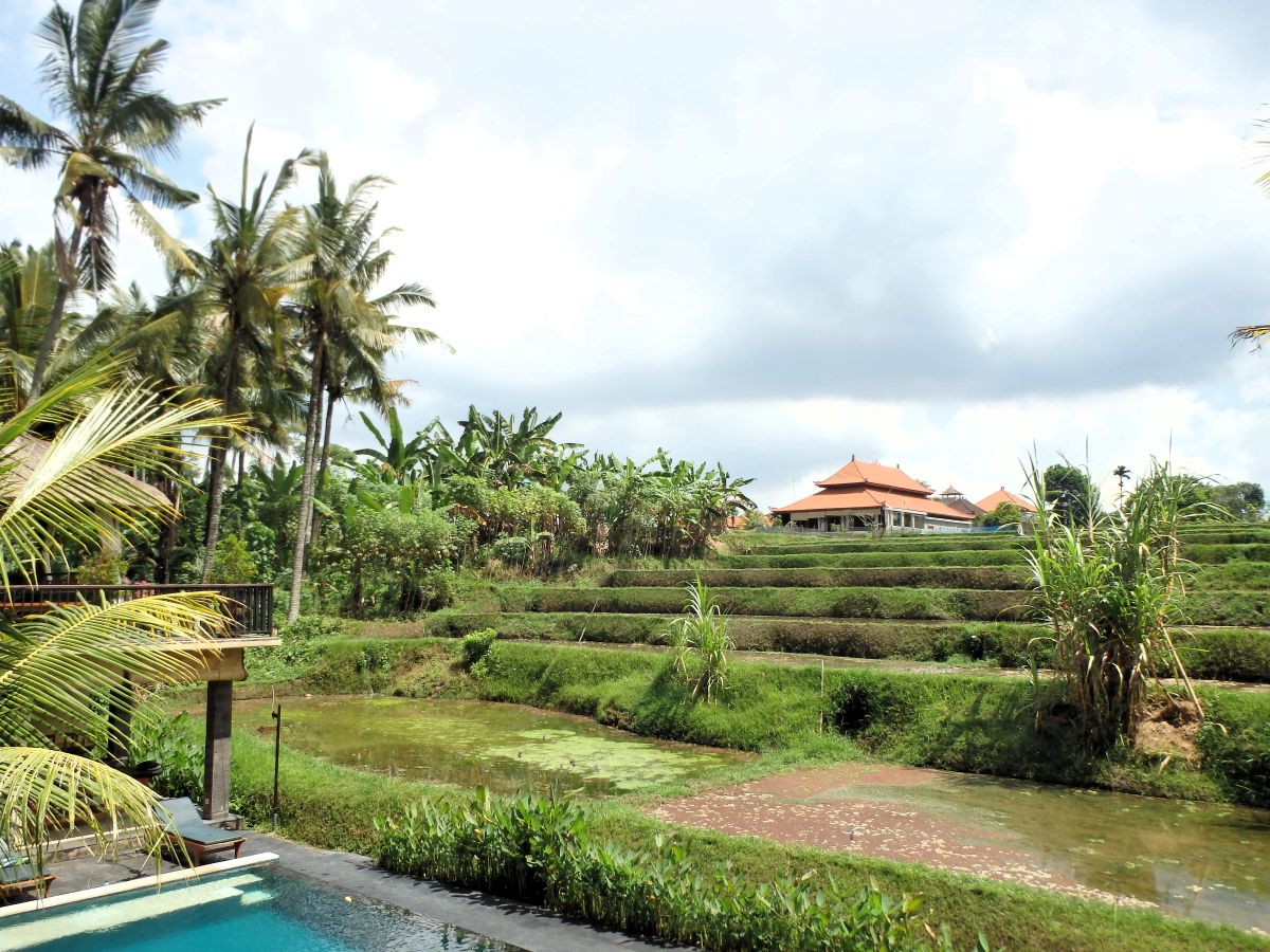 rice paddies ubud