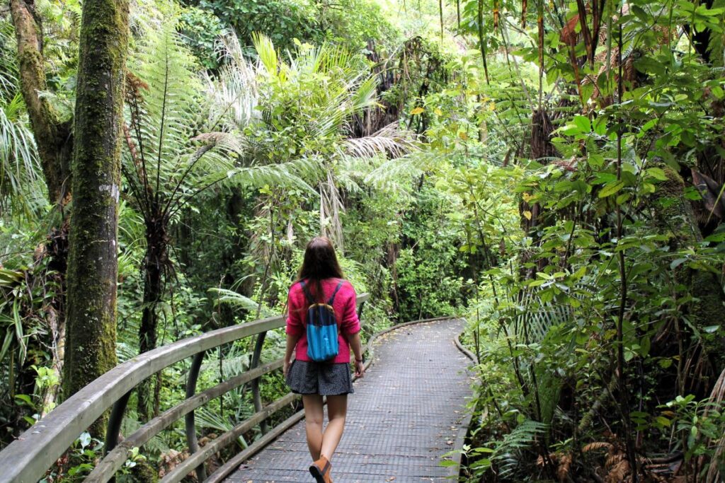 lady walking puketi kauri forest