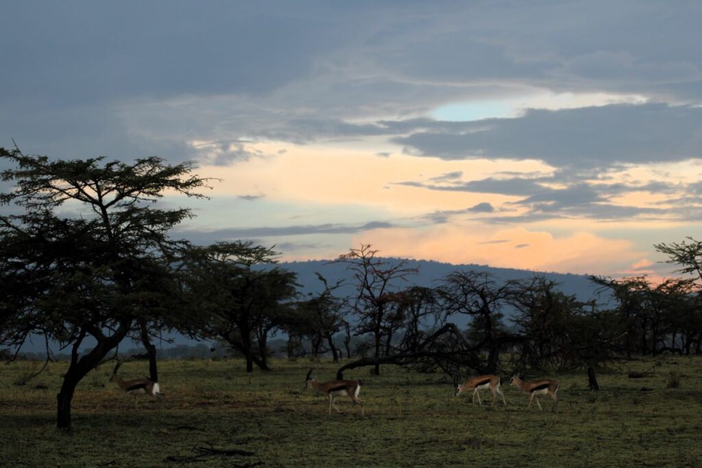 sunset in serengeti
