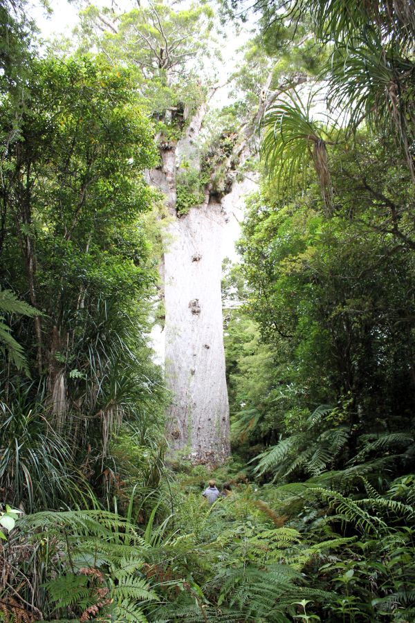 tane mahuta bay of islands