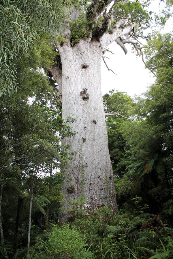 tane mahuta tree