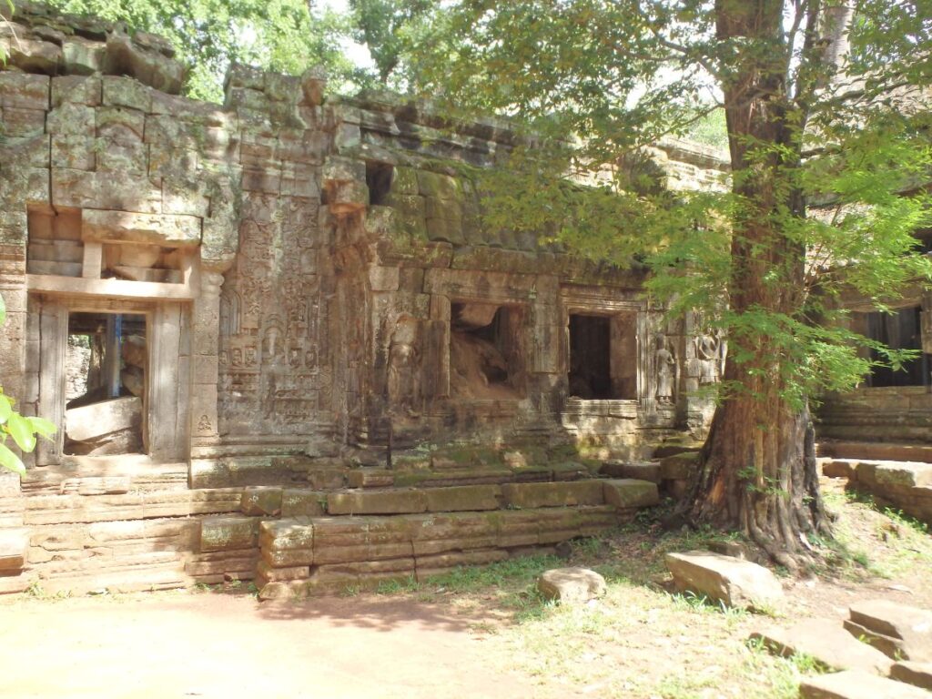 tree over temple angkor cambodia
