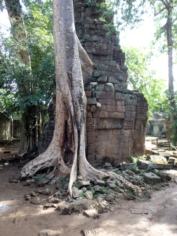 ta prohm temple angkor