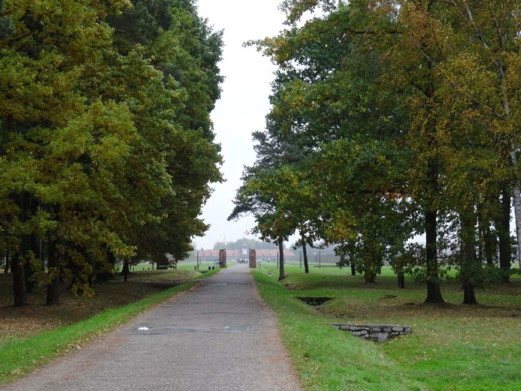tree lined path auschwitz