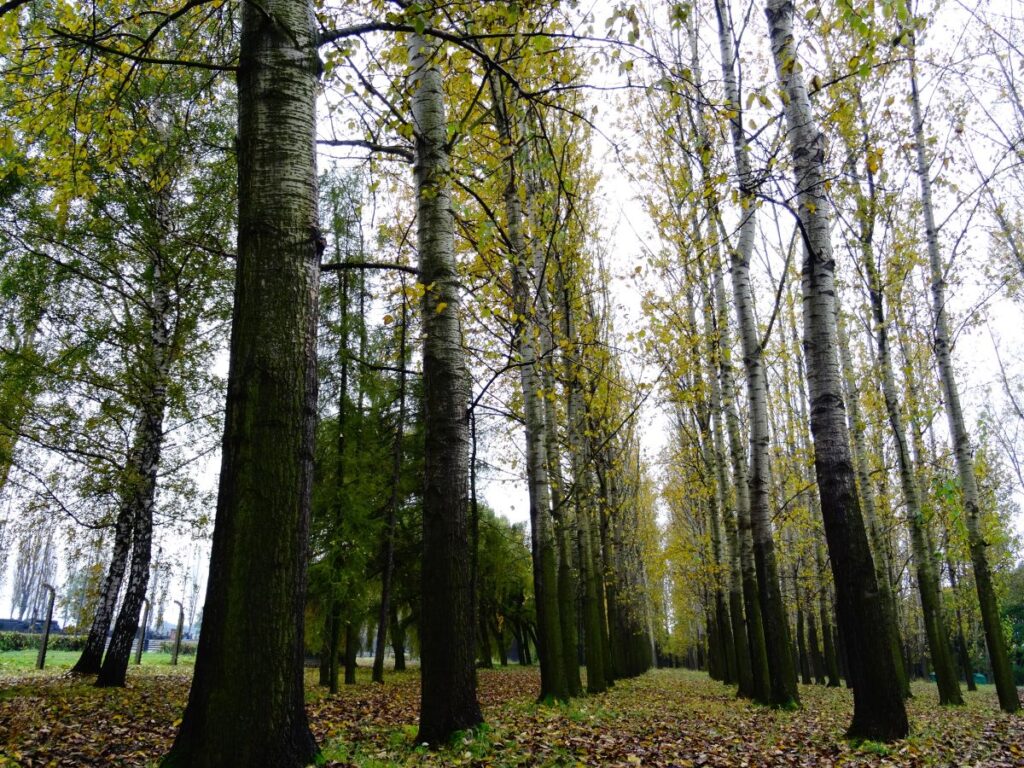 forest auschwitz
