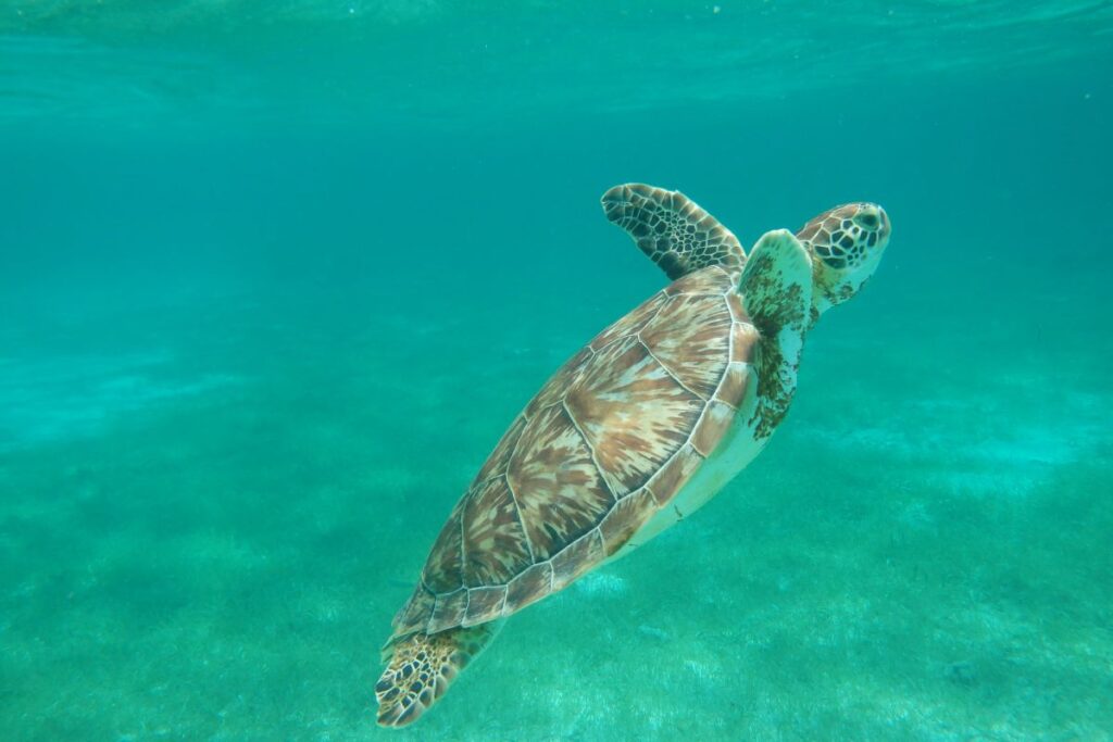 turtle hol chan marine reserve