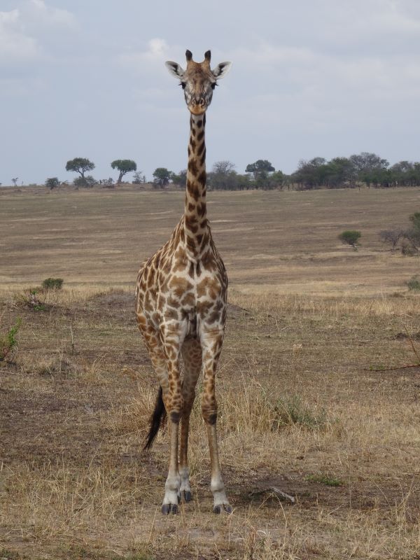 young giraffe serengeti