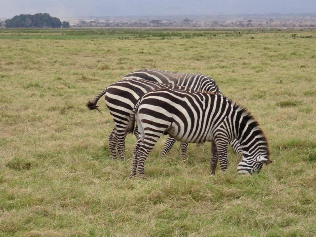 zebras in amboseli