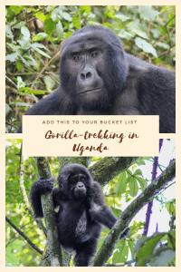 Our honest review of Gorilla-trekking in Bwindi Imepenetrable Forest, Uganda. With detailed advice on how to book a tour, where to stay and what to wear.