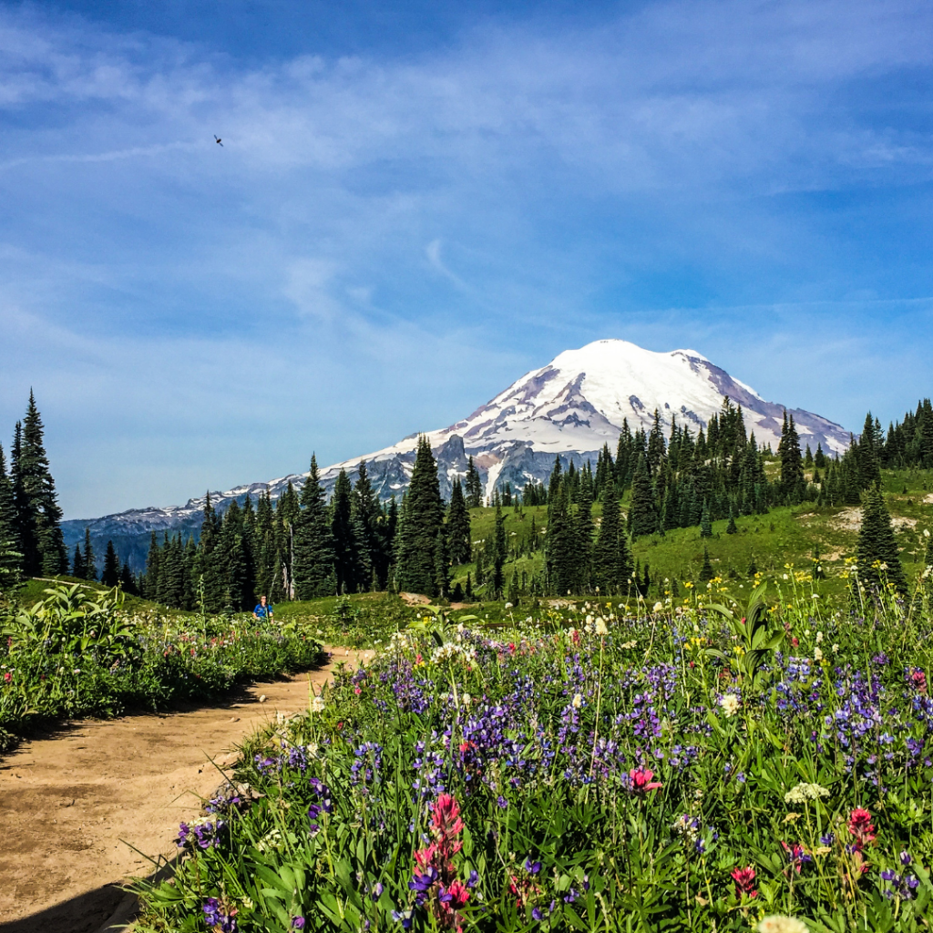 mount rainier wildflower season